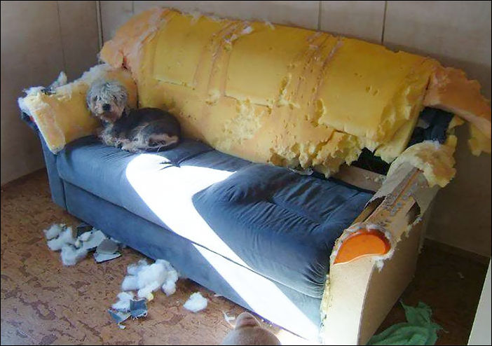 животные одни дома