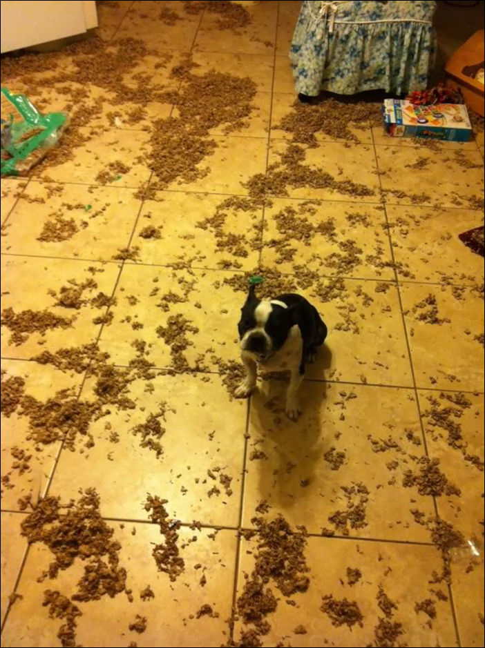 животные одни дома