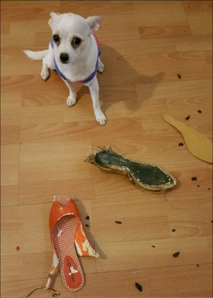 животные одни дома