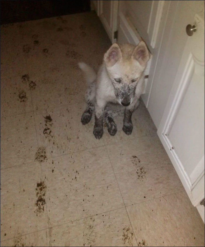 животные одни дома