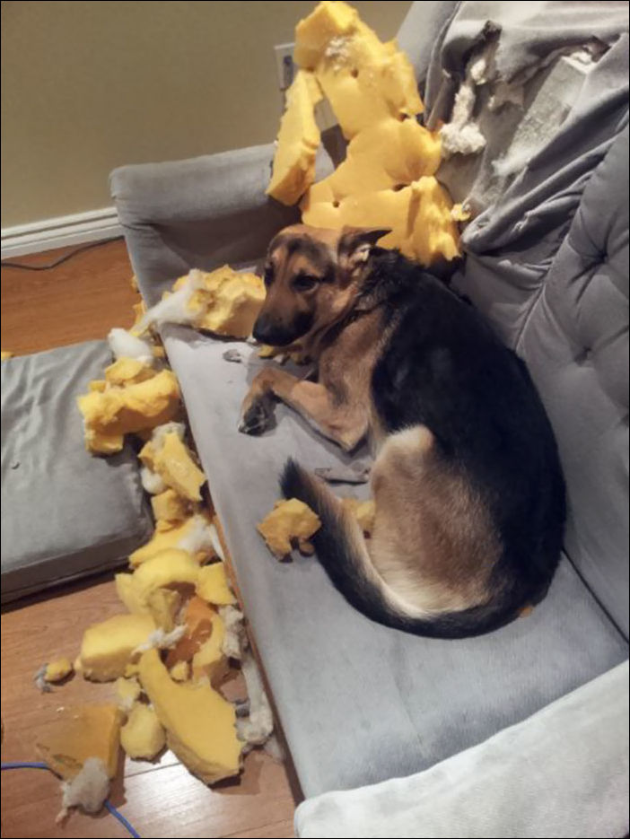 животные одни дома