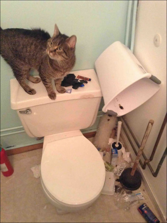 животные одни дома