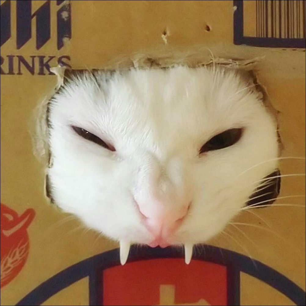 фото приколы