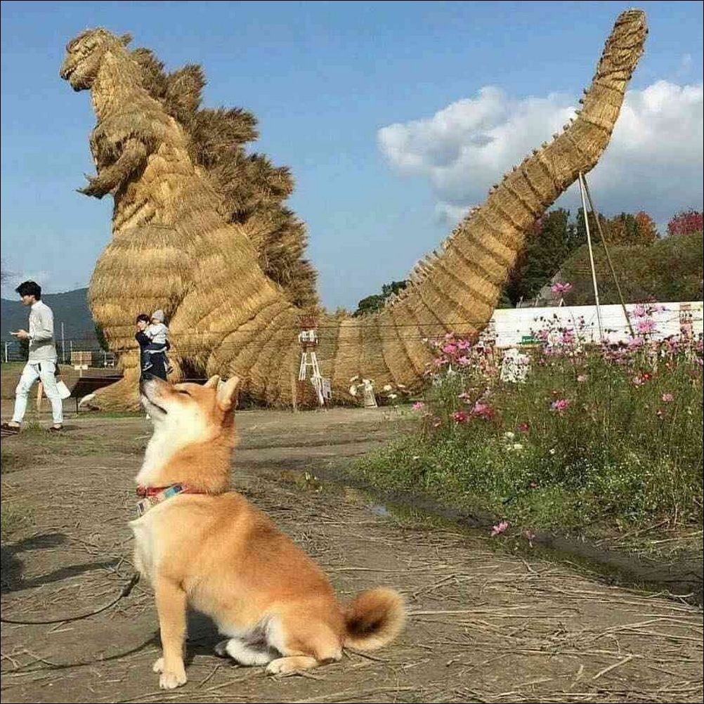 фото приколы