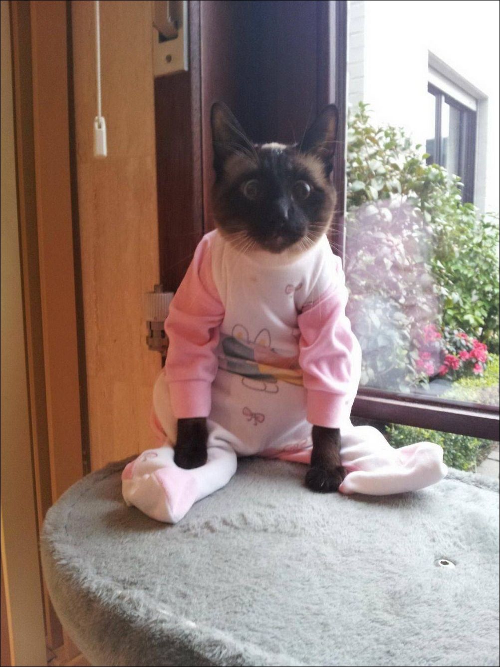 фото приколы