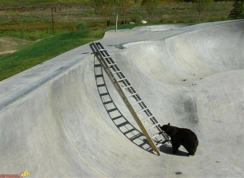 bear-climbs-ladder-02