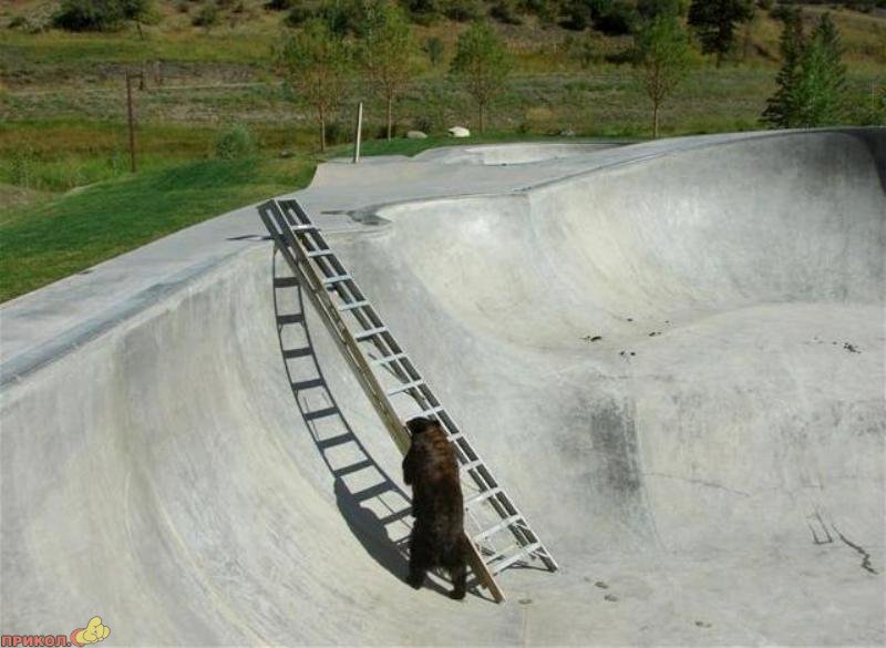 bear-climbs-ladder-03
