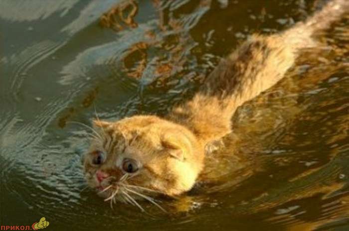 cat-swimming-04