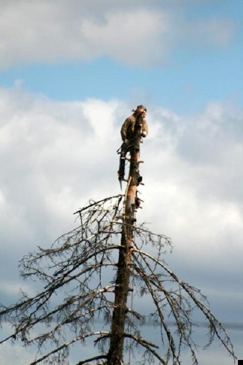 Залезть На Дерево Картинки