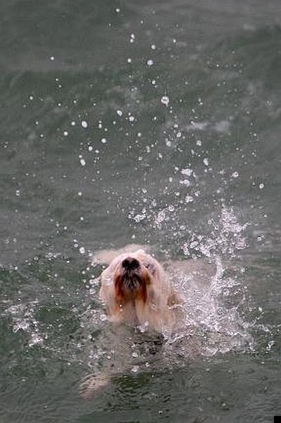 Сонник спас собаку. Увы собака не спаслась. К чему снится спасти собаку из воды.