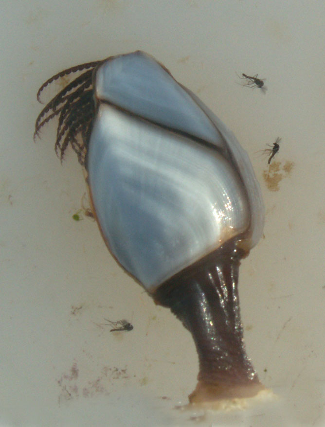 goose barnacle