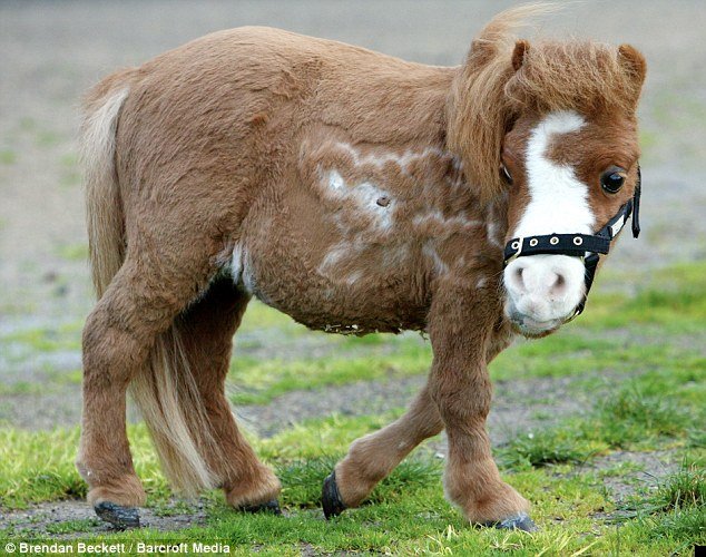 koda-smallest-horse-04