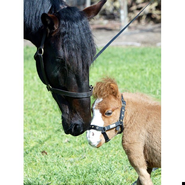 koda-smallest-horse-06