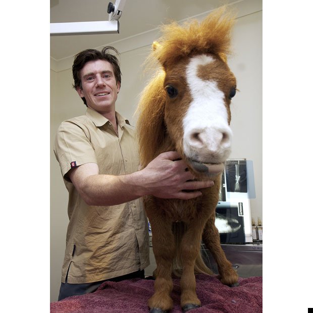 koda-smallest-horse-08