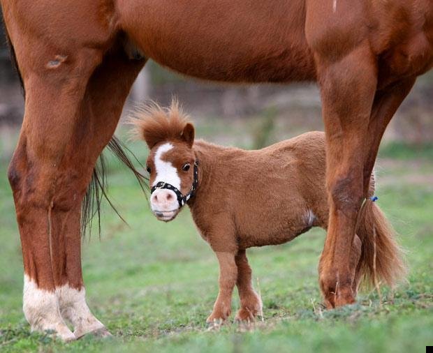 koda-smallest-horse-09