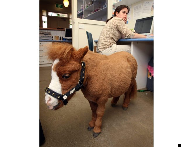 koda-smallest-horse-10