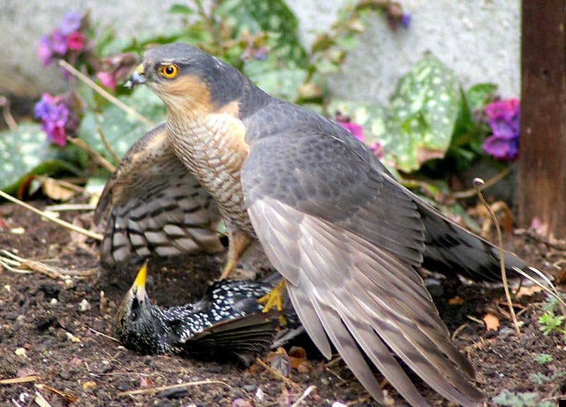 sparrowhawk-kills-starling-02