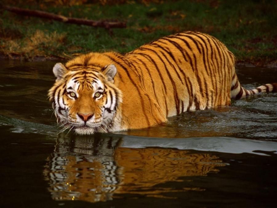 big-cats-21