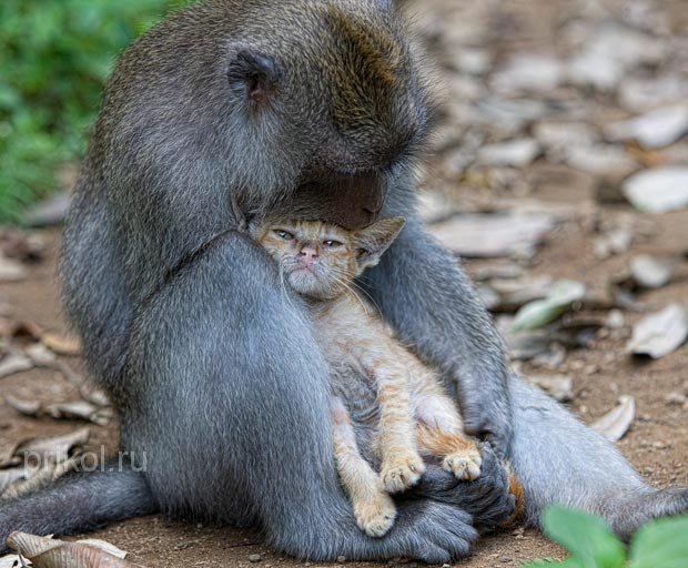 monkey-and-kitten-02