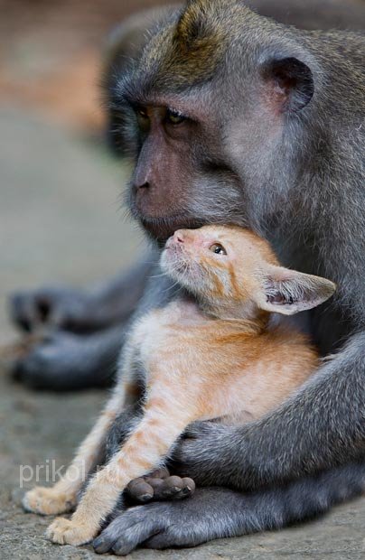 monkey-and-kitten-06
