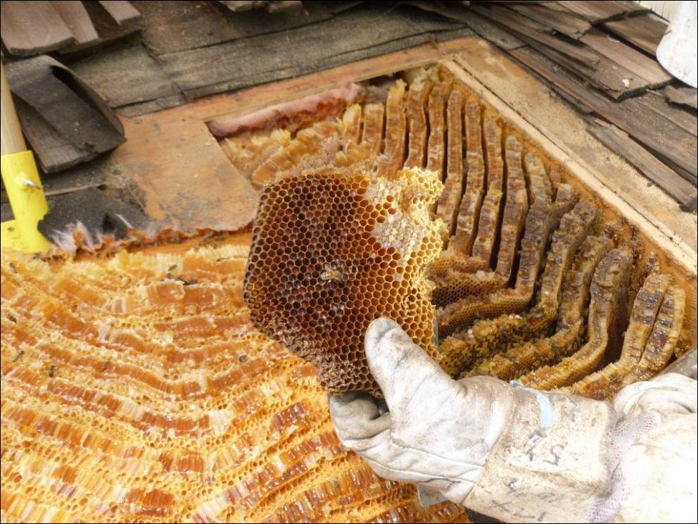 Пчелы устроили улей под крышей дома