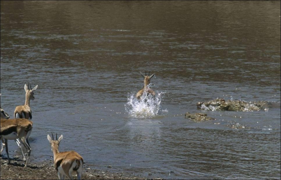 Газель и крокодилы
