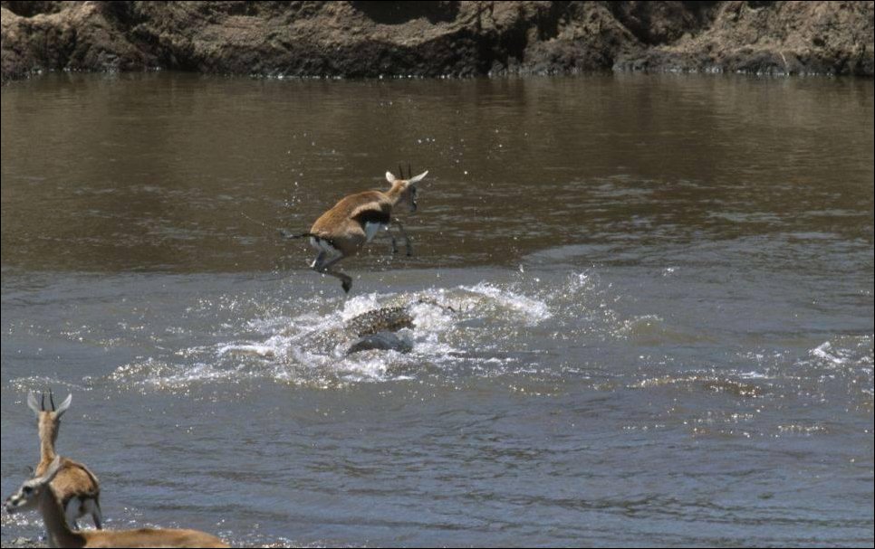 Газель и крокодилы