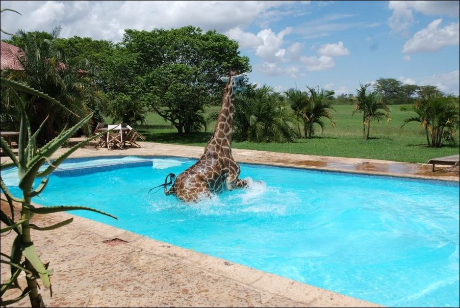 жираф в бассейне