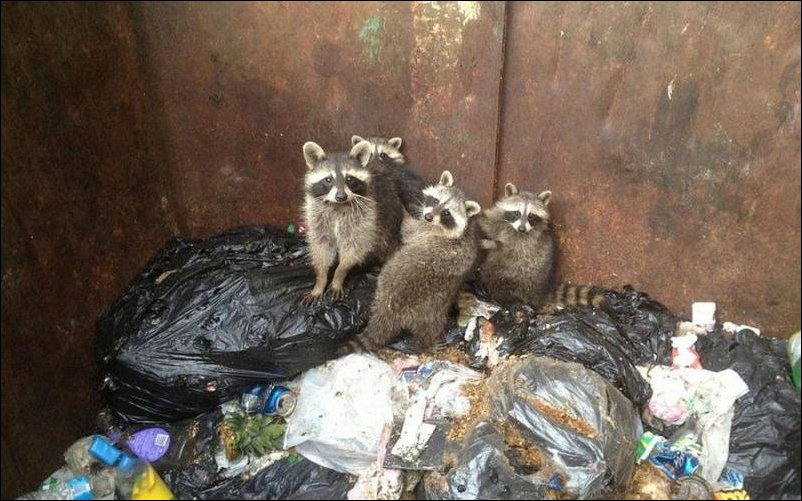 Еноты в ловушке