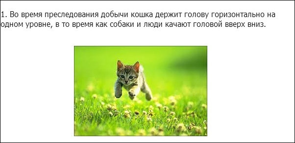 Интересные факты о кошках