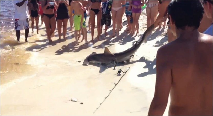 Акула-молот родила на пляже Флориды