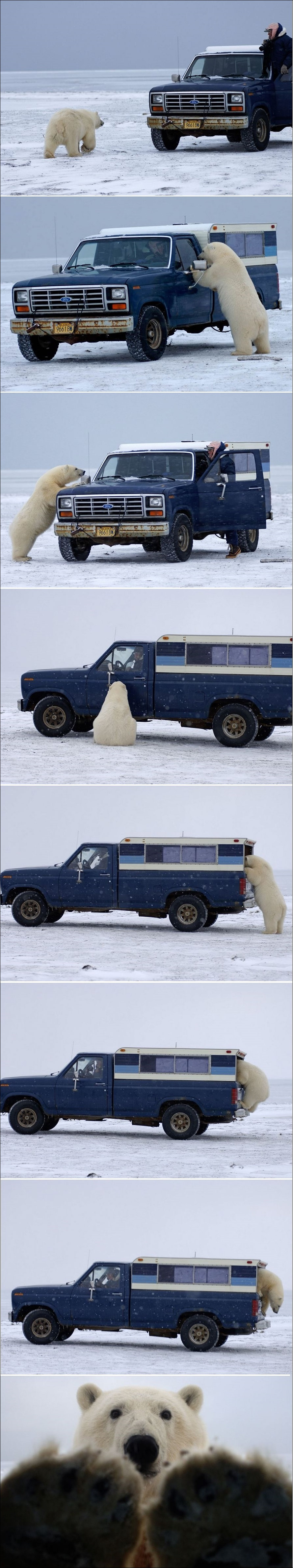 Белый медведь и фотограф