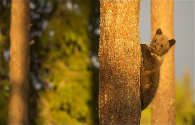 Медвежата лезут на дерево пока медведица спит