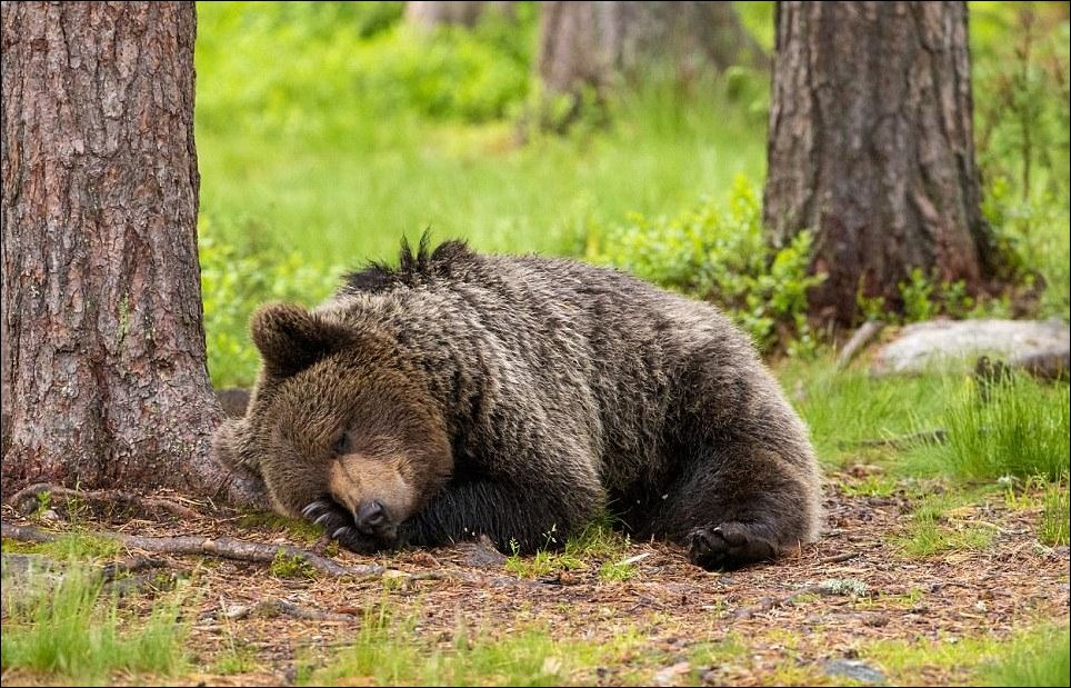 Медвежата лезут на дерево пока медведица спит