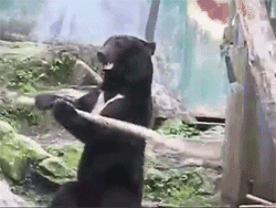 Медведи как люди