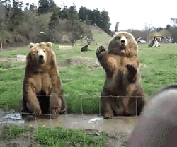 Медведи как люди