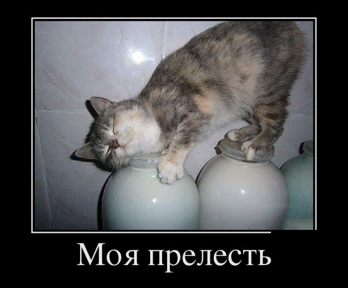 Демотиватор