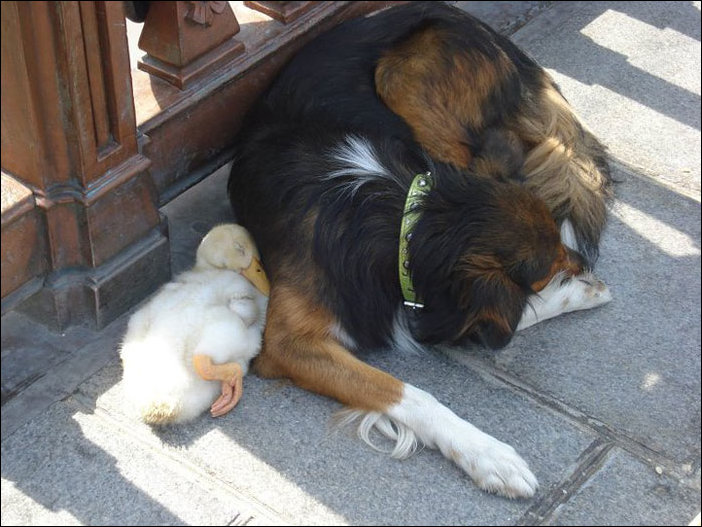 Собака и утка