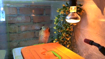 Прикольные гифки