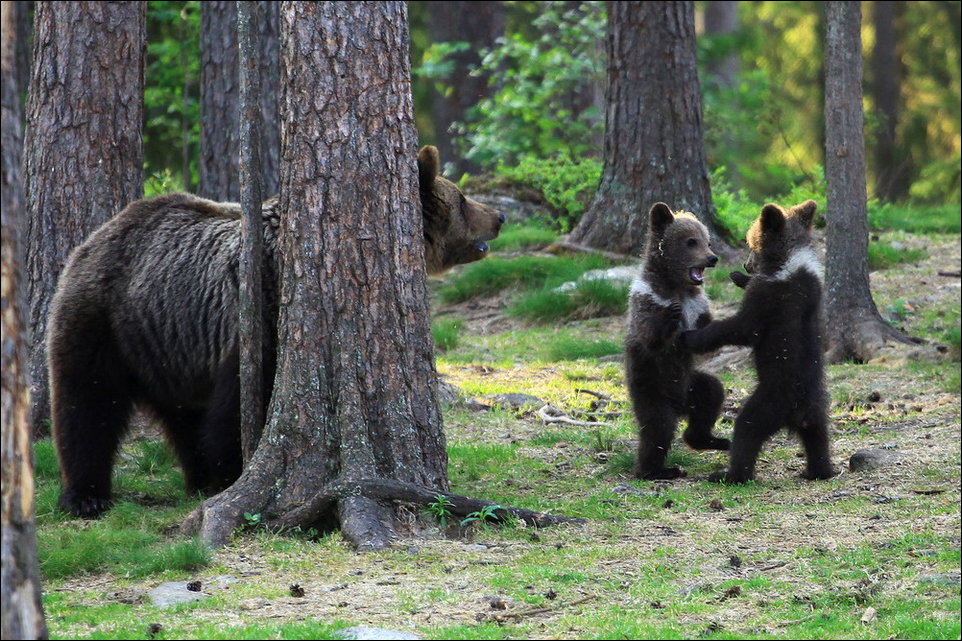 Медвежата в лесу