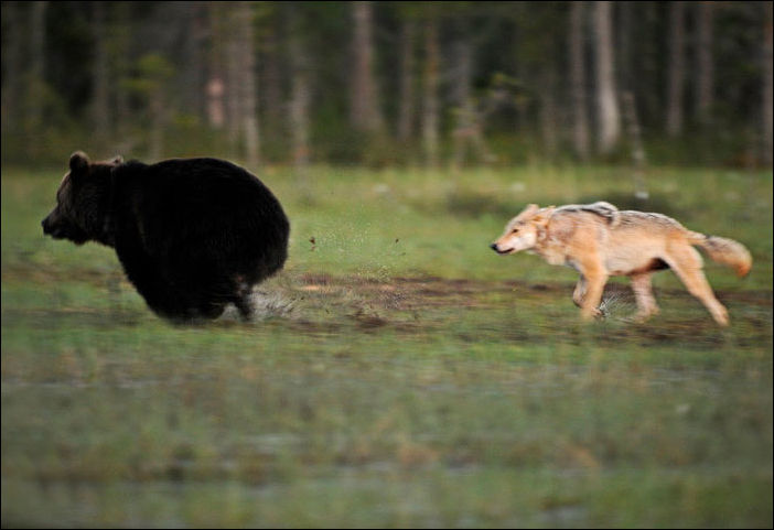 медведь и волчица