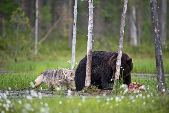 медведь и волчица