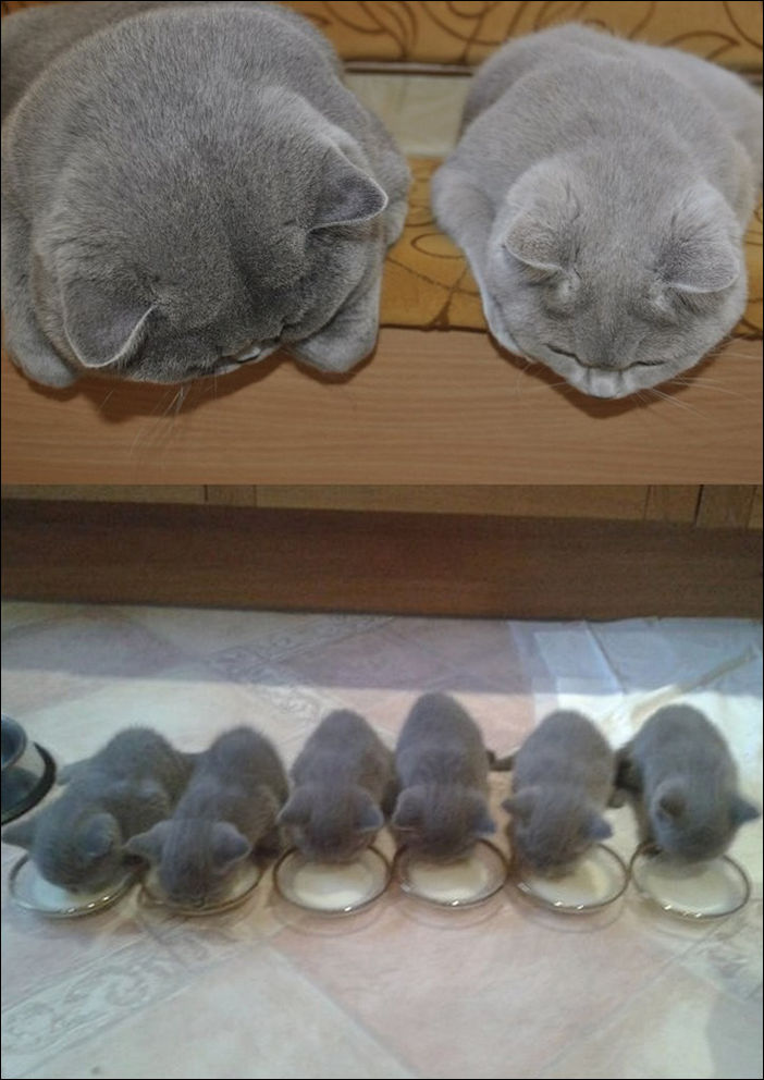 15 котов и их миниатюрных копий