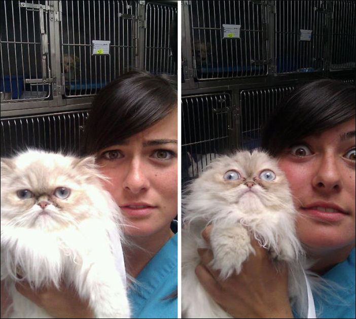 Кот у ветеринара