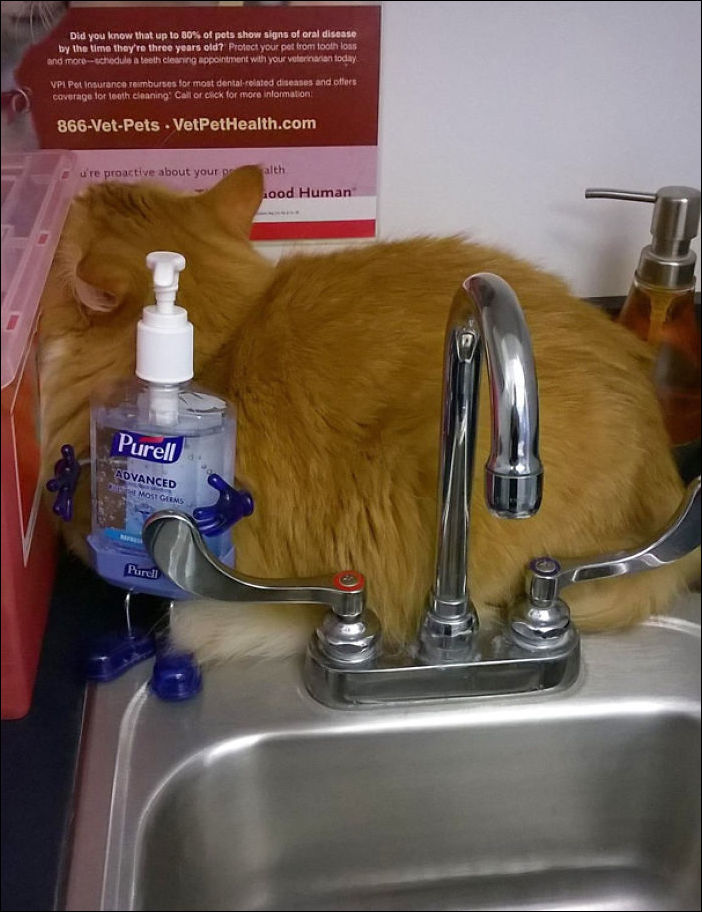 Кот у ветеринара