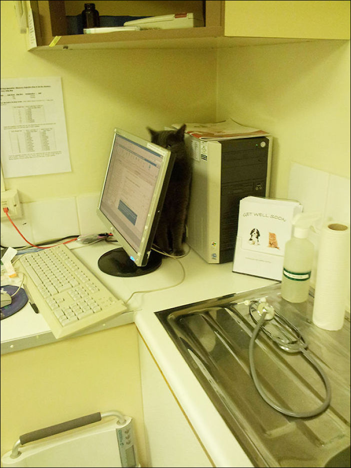 Кот у ветеринара