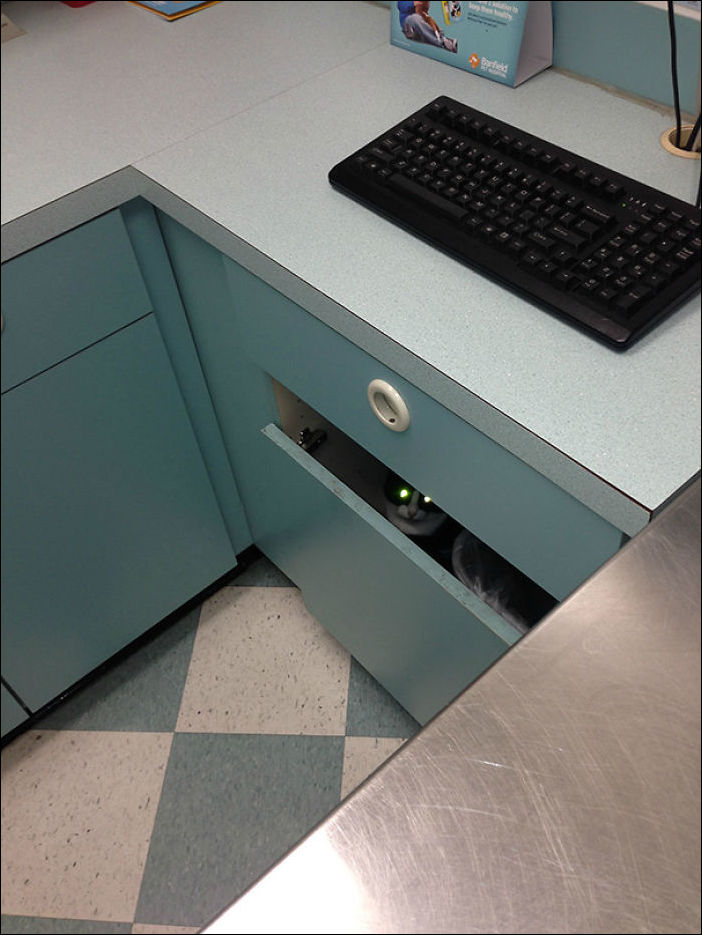 Кот у ветеринара