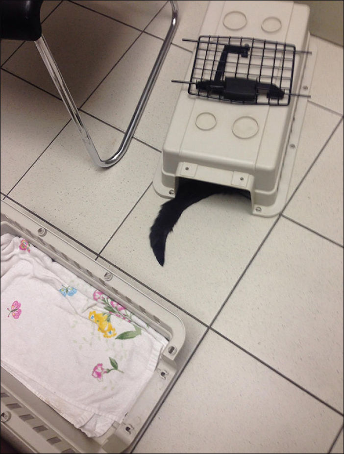 Кот у ветеринара