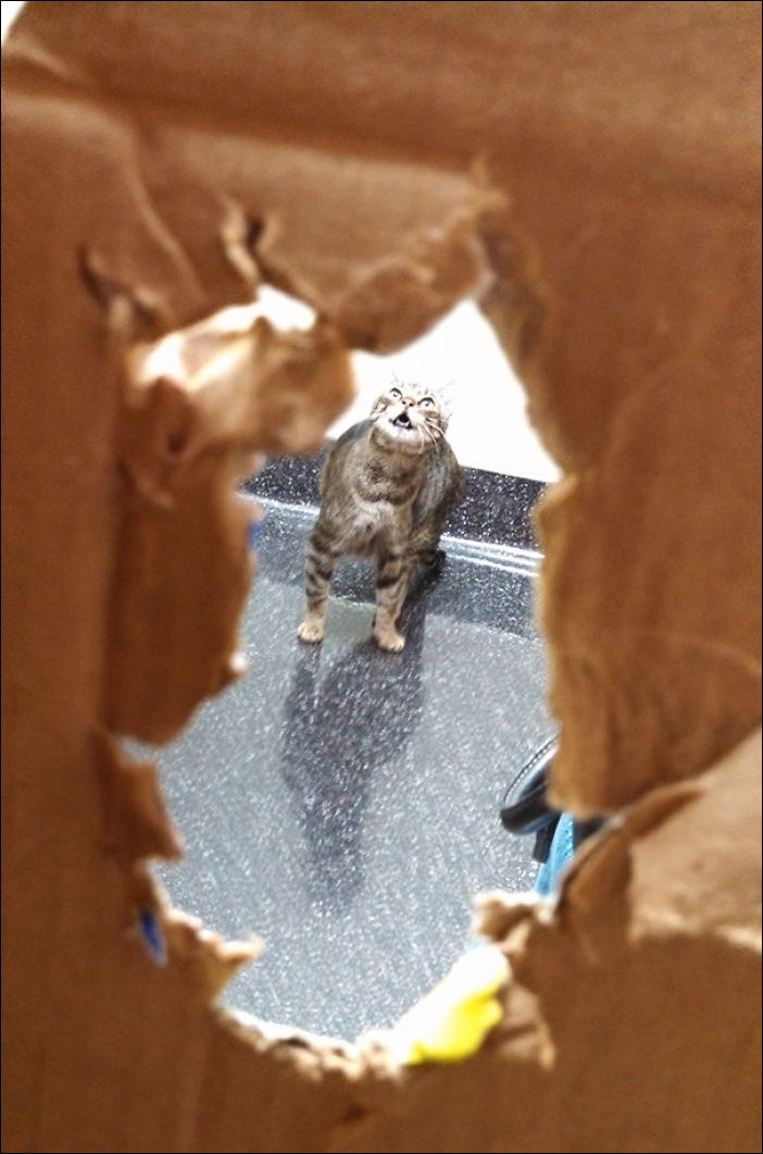 Кот у ветеринара