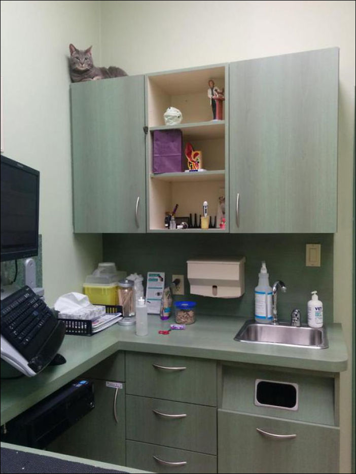 Кот у ветеринара